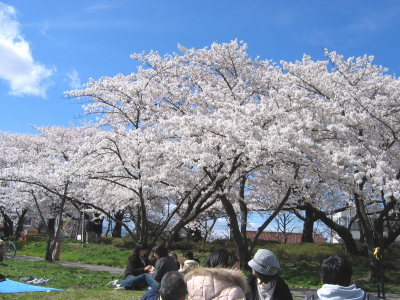 桜 Part1