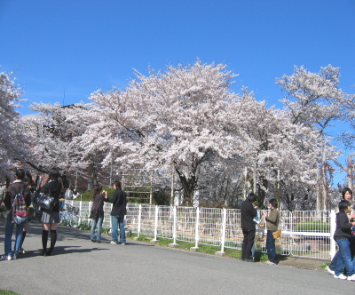 桜 Part3